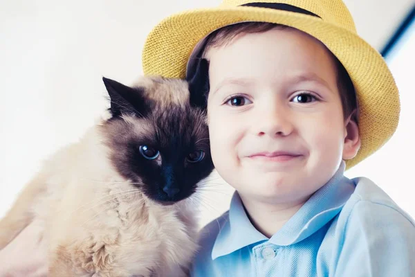 Gato criança balinês juntos jogar. companheiro de amizade . — Fotografia de Stock