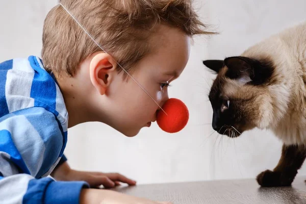 Kat kind Balinese samen spelen. Zorg. — Stockfoto