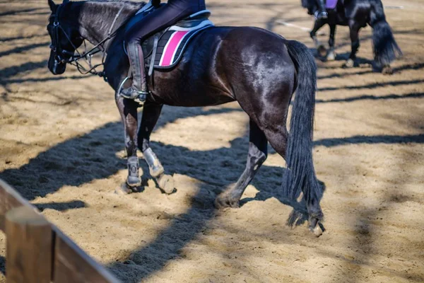 Häst djur RID ryttare sport, aktivitet. — Stockfoto