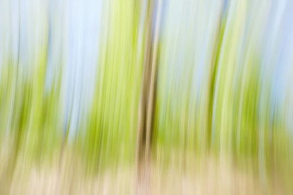 世界环保绿树日概念。抽象模糊树纹理日落背景 — 图库照片