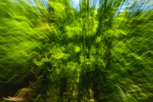 Immagine astratta di albero in campagna. Creato zoomando fuori durante la chiusura otturatore. Velocità zoom movimento blured . — Foto Stock
