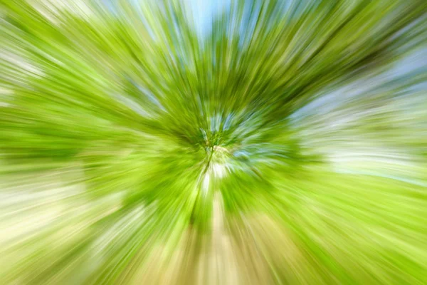 田舎でツリーの抽象的なイメージ。シャッターを閉じている間ズーム アウトによって作成されます。ズーム速度 blured モーション. — ストック写真