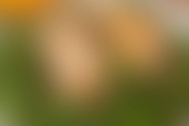 Degrade arka plan yeşil, ot, çayır, çim, alan, arka kopya alanı ile