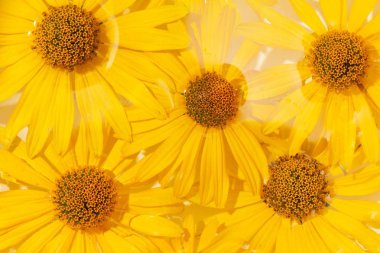 Sarı çiçek, flora ile yaz doğa bahar arka plan.