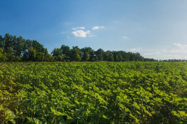 Agricalture bitkiler ve alanları