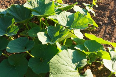 Agricalture bitkiler ve alanları