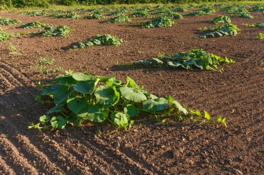 Agricalture bitkiler ve alanları