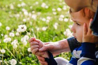 karahindiba doğa çocuk biraz sevimli. çocuk küçük.