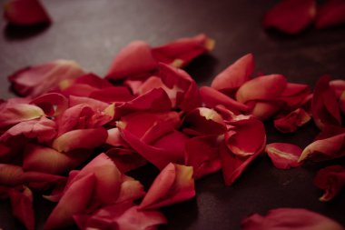 Trendy renk ultraviyole kavramı. Ultraviyole gül çiçek su damlasoyut arka plan.