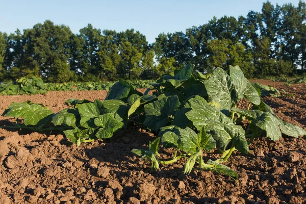 Filas de calabazas en el campo — Foto de Stock