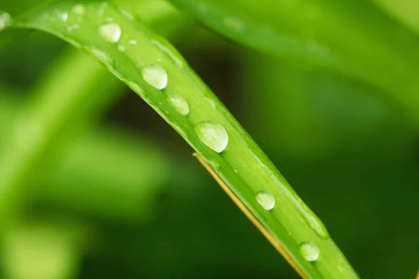 Краплі води на зеленому листі крупним планом . — стокове фото