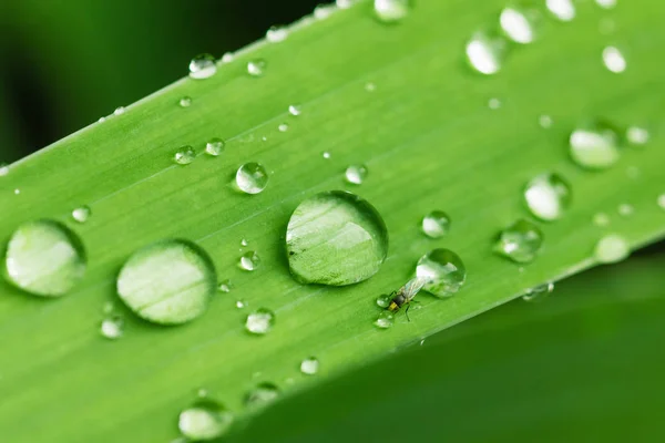 Grünes Blatt der Pflanze mit Wassertropfen aus nächster Nähe. — Stockfoto