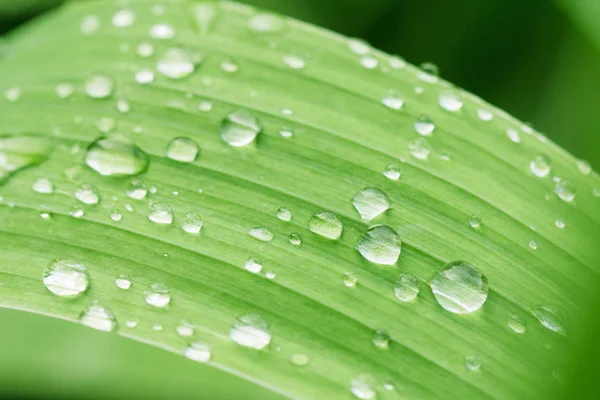 Gotas de água na folha verde perto . — Fotografia de Stock