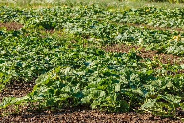 Filas de calabazas en el campo — Foto de Stock