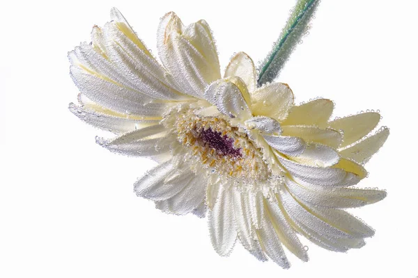 Біла квіткова голова вид зверху ізольовано на фоні — стокове фото