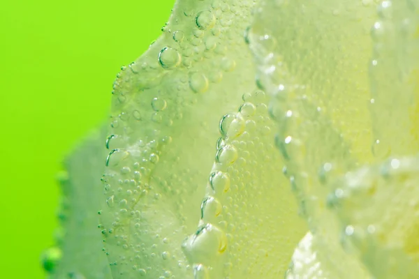 Rosa branca com gotas de água isoladas no fundo verde . — Fotografia de Stock