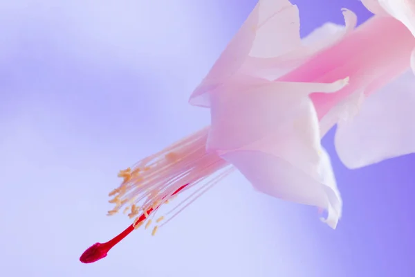 Blooming pink Christmas cactus schlumbergera white pot on light background.