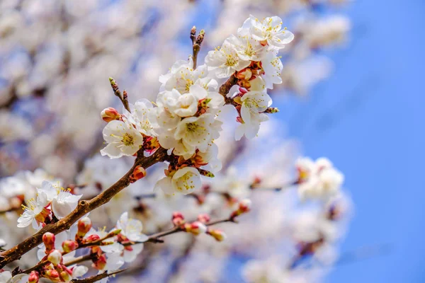 Kwitnące kwiaty moreli oddział w spring garden — Zdjęcie stockowe