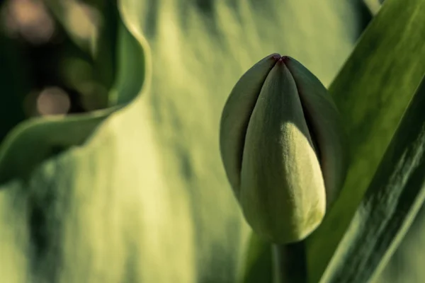 Yeşil Lale tomurcuk büyüyen soyut arka plan. Doğa uyanışı, ilk çiçekler, çözülme, bahar ı arıyor — Stok fotoğraf