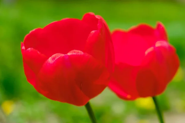 Groupe de tulipes rouges dans le parc. Printemps paysage fond . — Photo