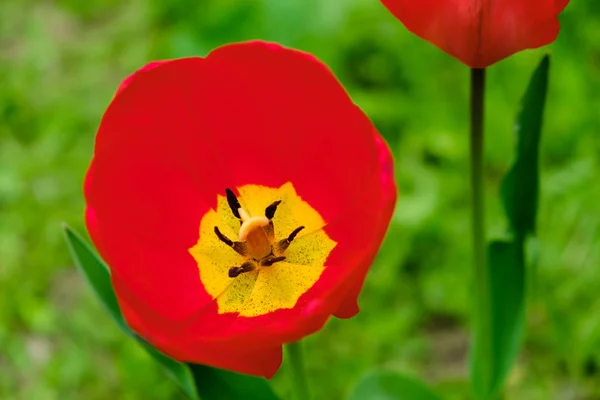 Macro tulipas vermelhas pétala pistil estames no parque. Paisagem Primavera . — Fotografia de Stock