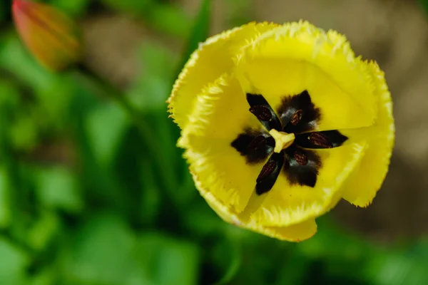 Macro jaune tulipes pétales pistil étamines dans le parc. Paysage printanier . — Photo