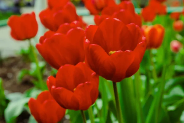 Gruppe roter Tulpen im Park. Frühling Landschaft Hintergrund. — Stockfoto