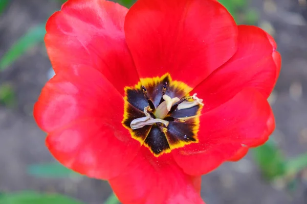 Macro tulipas vermelhas pétala pistil estames no parque. Paisagem Primavera . — Fotografia de Stock