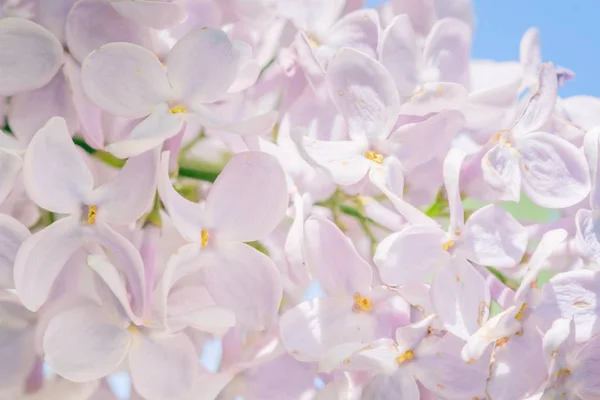 ライラックブランチ開花花の背景、植物. — ストック写真