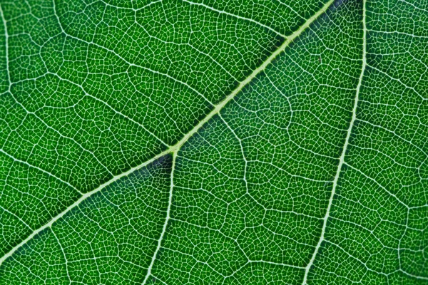 Primer plano de textura de hoja verde — Foto de Stock