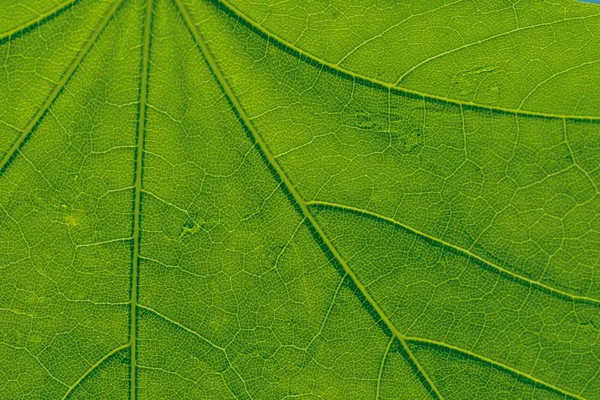 O verde deixa o fundo. Textura foliar — Fotografia de Stock