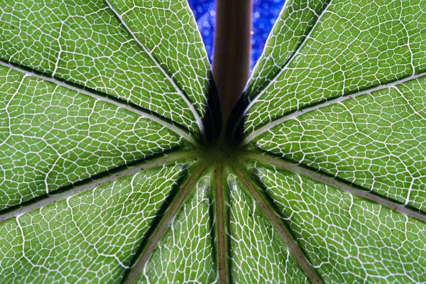 Close up de textura de folha verde — Fotografia de Stock