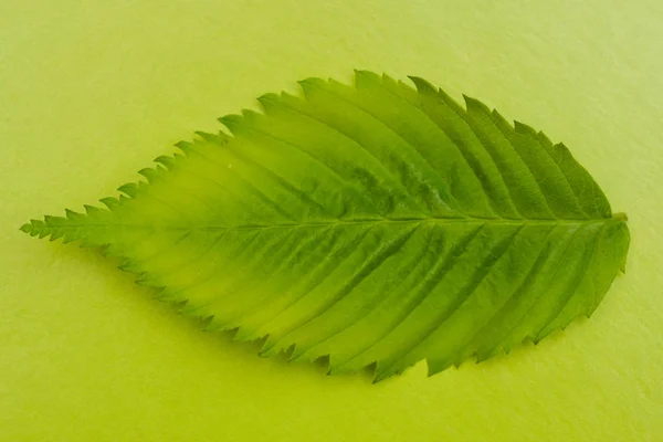Kreativní zelené rozložení vyrobené z listových maker. Plochá koncepce — Stock fotografie