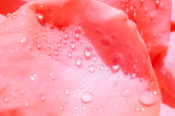 Petali di rosa rossa con gocce d'acqua — Foto Stock