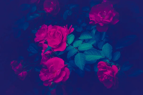 Concept ultra violet couleur tendance. Ultraviolet rose fleur fond abstrait . — Photo