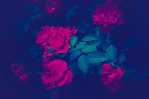 Trendy background color ultra violet rose flower concept of the year. Ultraviolet abstract backdrop.