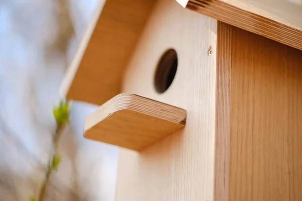 Pájaros primavera naturaleza nido pájaro, afuera . — Foto de Stock