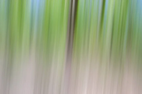 世界環境の緑の木日のコンセプト。抽象的なぼやけた木テクスチャ夕日を背景 — ストック写真