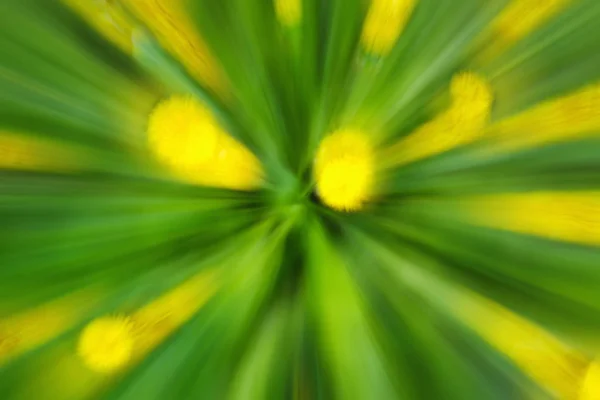 Flor abstrato flor de dente-de-leão amarelo de árvore no campo. Criado por zoom para fora ao fechar o obturador. Zoom velocidade da flor movimento azul . — Fotografia de Stock