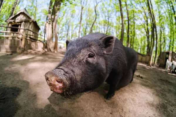 Pig animal on farm, mammal domestic nose, pink closeup. — Stock Photo, Image