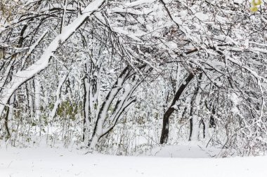 Kış orman manzarası