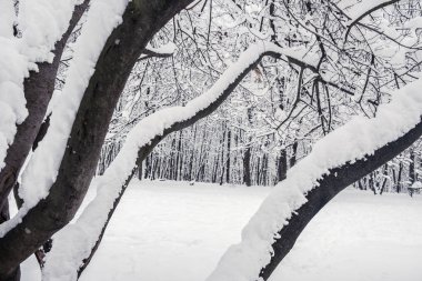 Karla kaplı dalları ile kış orman. Soğuk gün