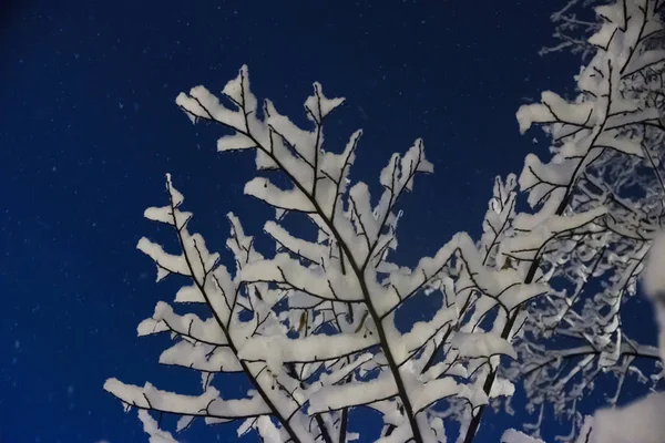 Las ramas cubiertas de nieve de un árbol por la noche —  Fotos de Stock