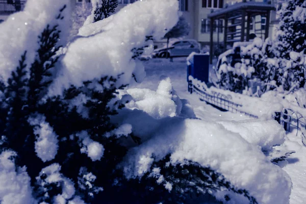 Sněžení, létající sněhové vločky, větve vánočního stromku v městském parku pokryté jinovatka a námraza a sníh — Stock fotografie