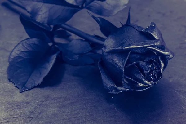 Fekete alapon fekete rózsa — Stock Fotó