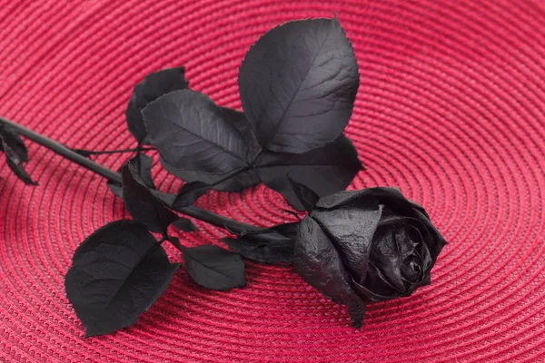 Flor rosa colorida em preto — Fotografia de Stock