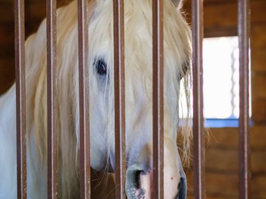 At istikrarlı çiftlik çiftlik hayvan, kırsal ağıl.