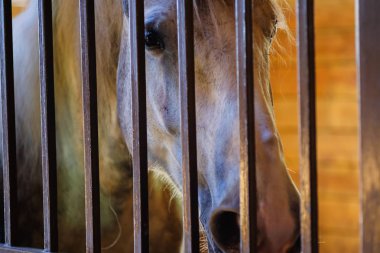 At istikrarlı çiftlik çiftlik hayvan, spor koşum.