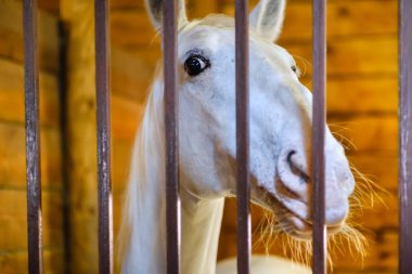 At istikrarlı çiftlik çiftlik hayvan, pencere doğa.