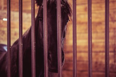 At istikrarlı çiftlik çiftlik hayvan, kapı döken.